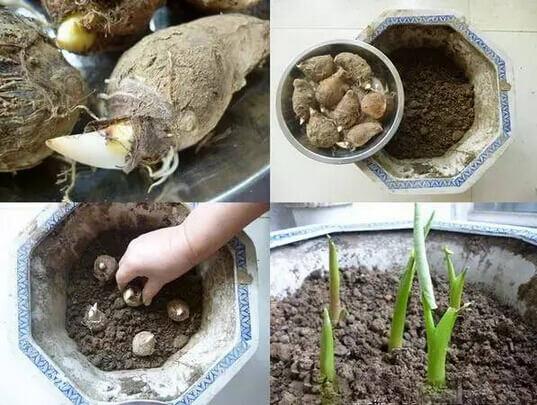 芋头盆栽种植方法