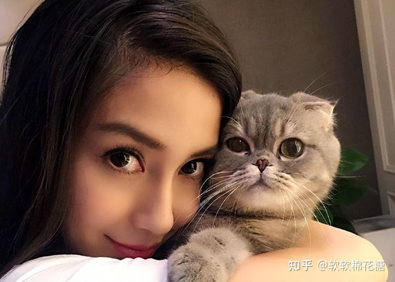 no6angelababy——折耳猫