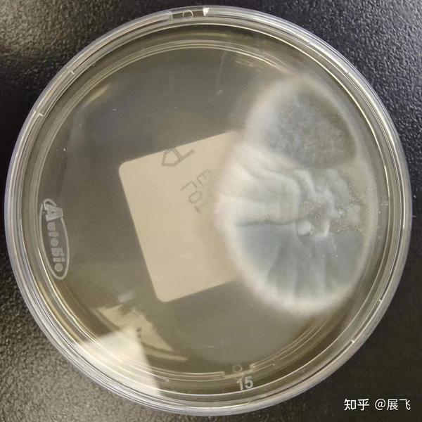 临床检验微生物实验室工作流程（真菌检验） - 知乎