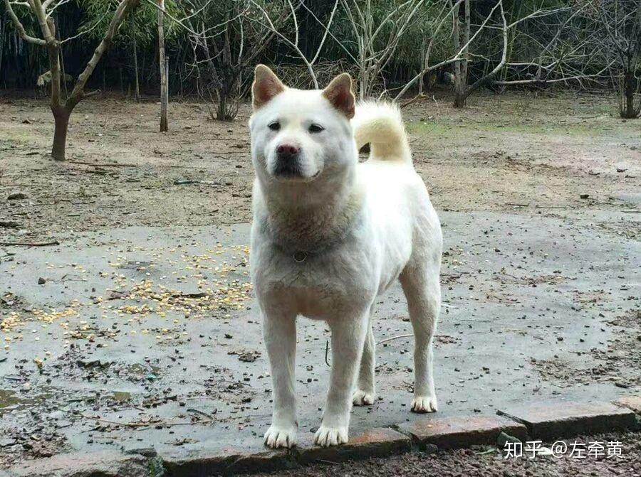 土狗长大什么样? - 知乎