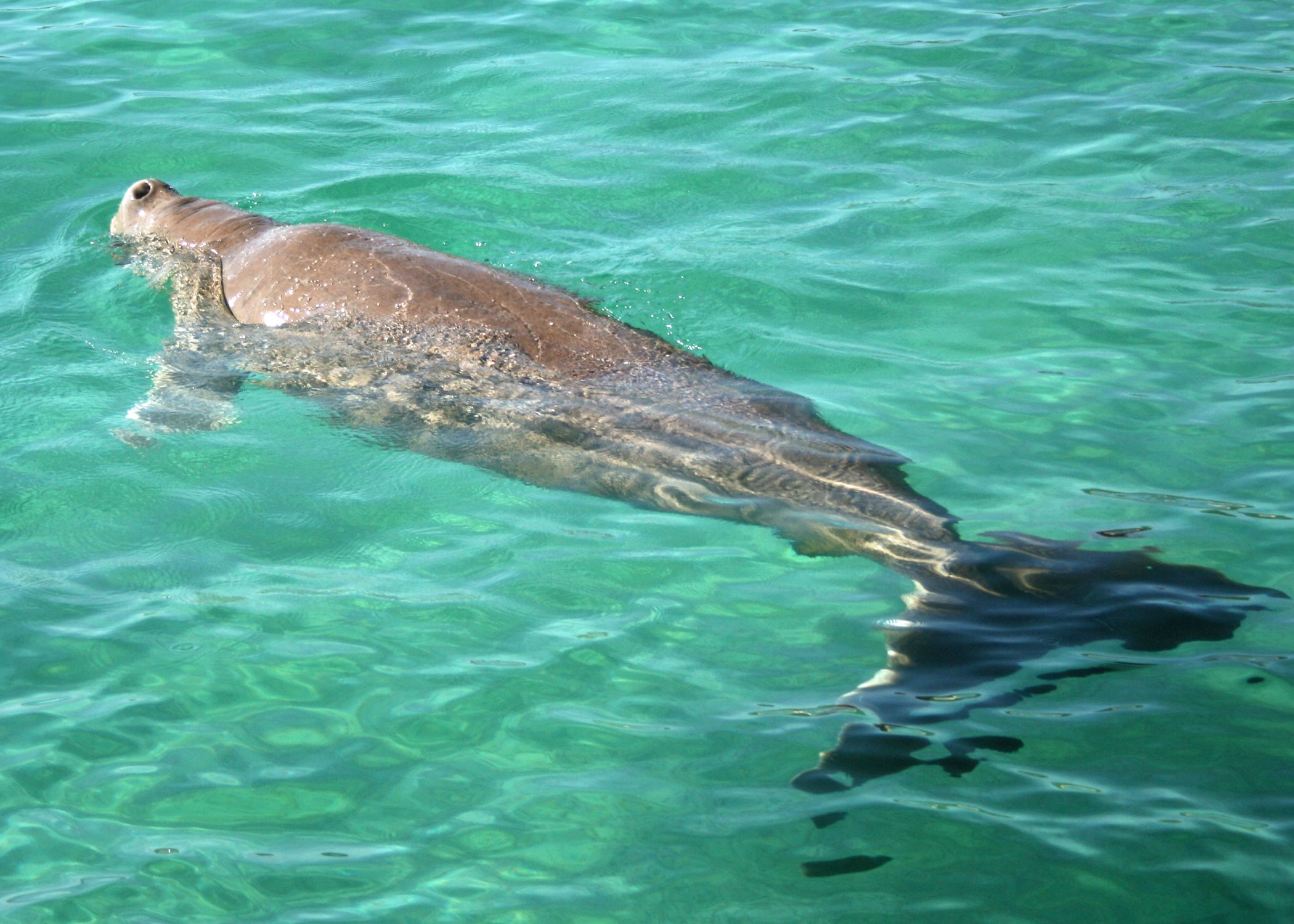 動物篇80海牛目