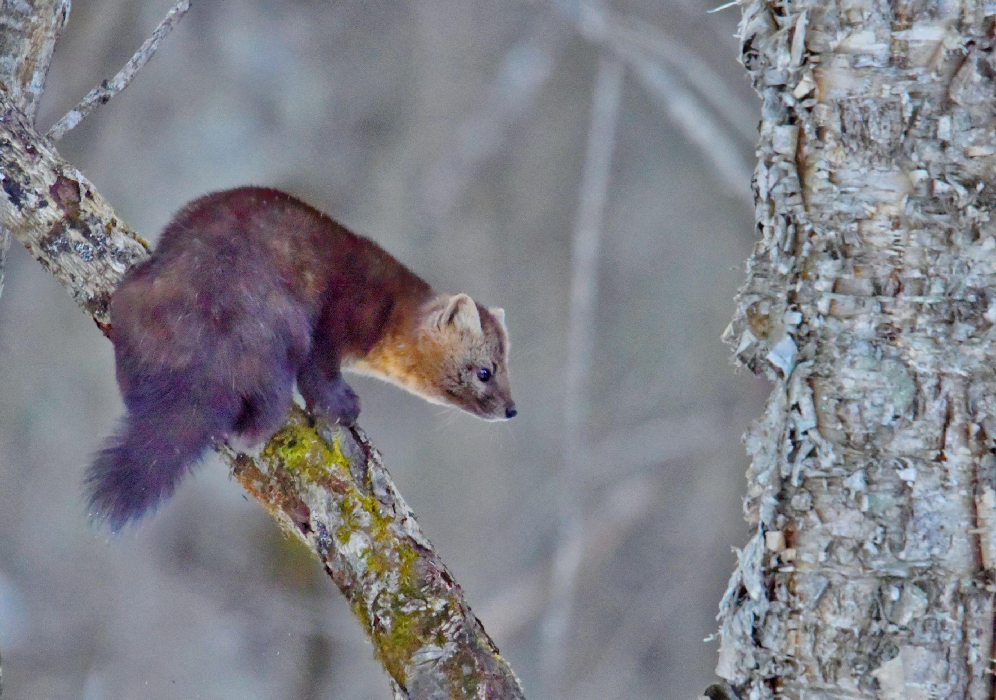 珍稀灵巧的紫貂