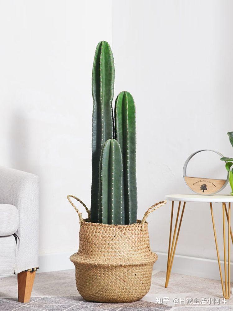 最好养的几种网红植物,懒人手残党都没问题