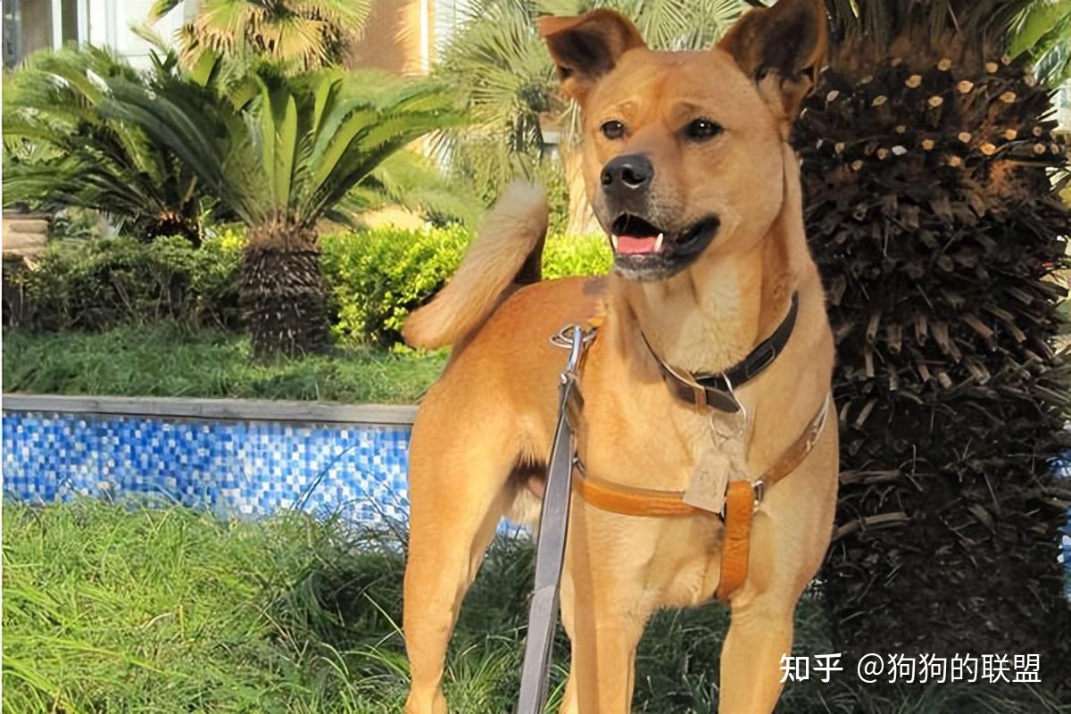 本土名犬——“中华田园犬”，它的优点，众人点赞 - 知乎