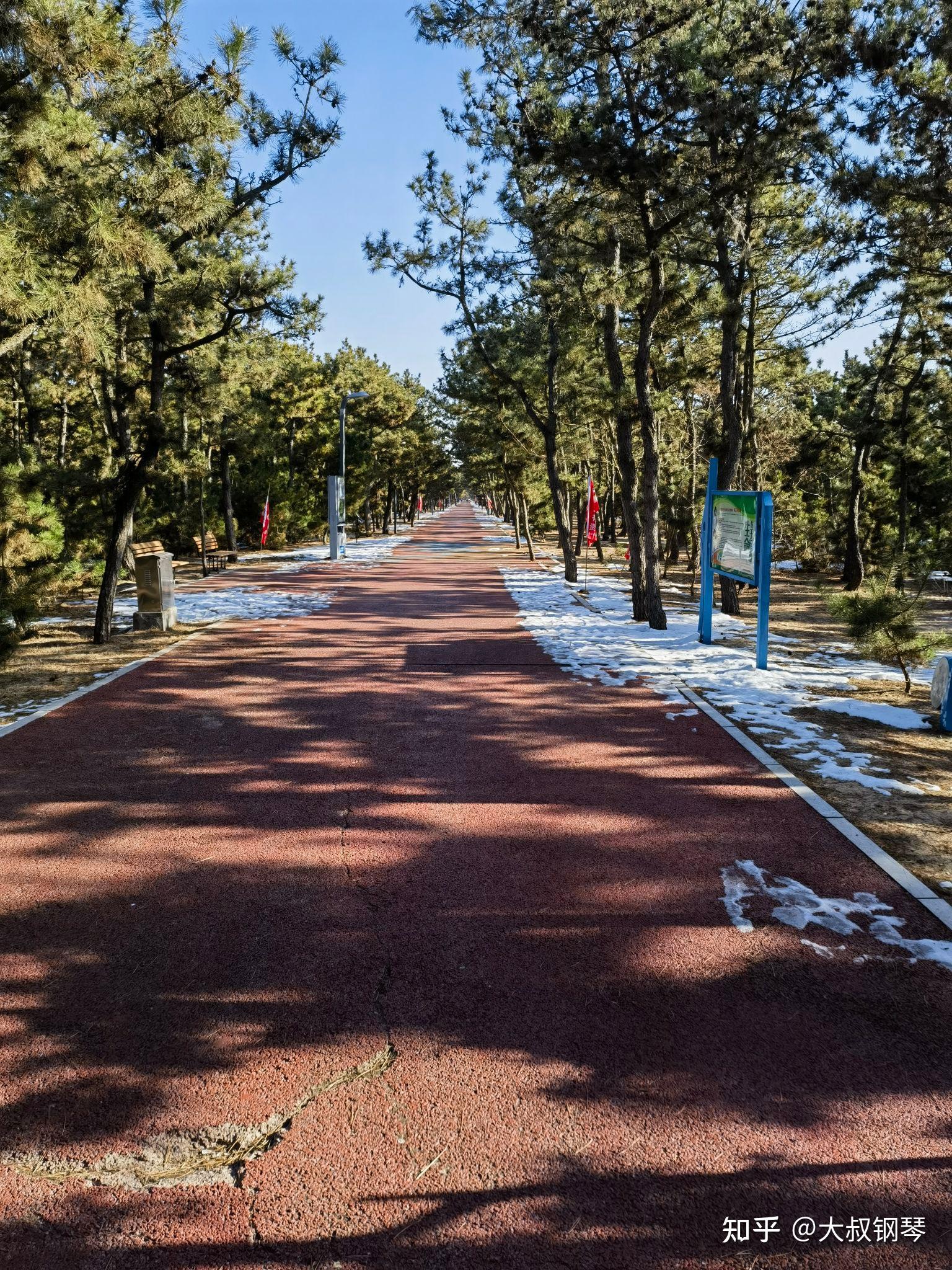 《黑松林》(老马) - 知乎