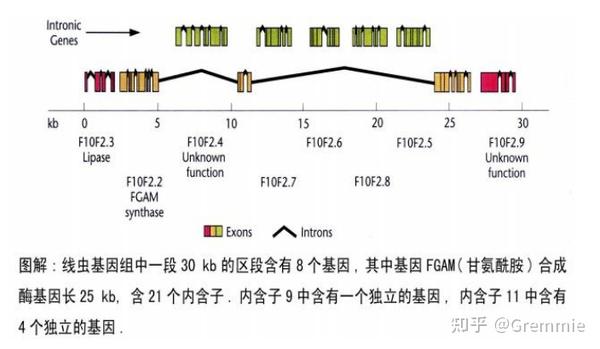 带你入门基因组（上） - 知乎