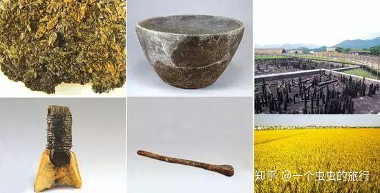 1973年,考古人员在河姆渡遗址发现了120吨人工栽培的谷物,这些粮食