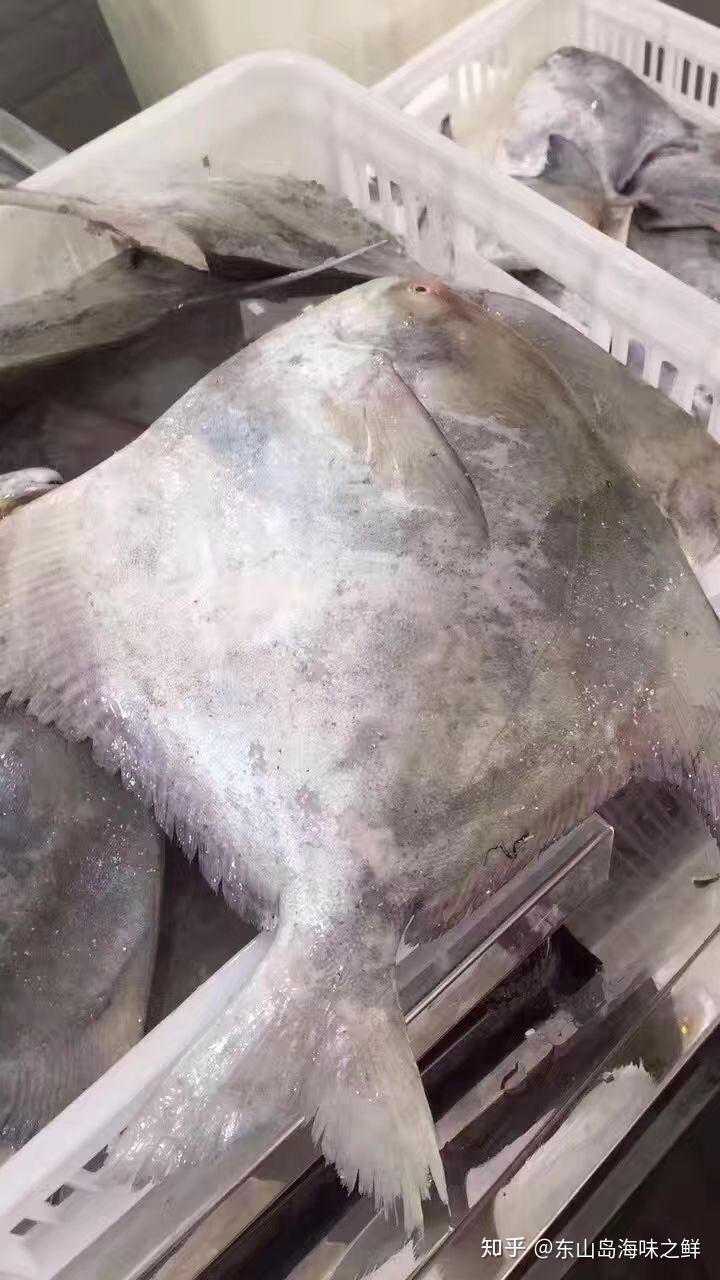 东山岛海鲜鲳鱼之王野生斗鲳鱼
