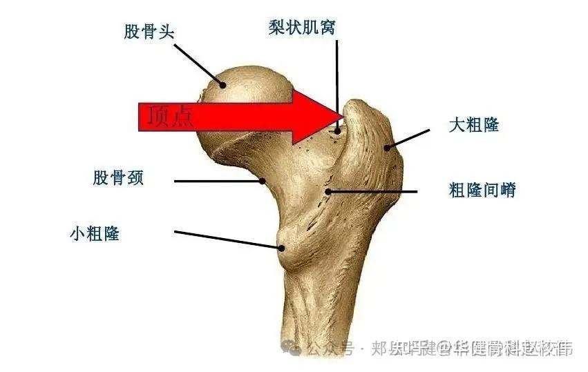 股骨内收肌结节图片