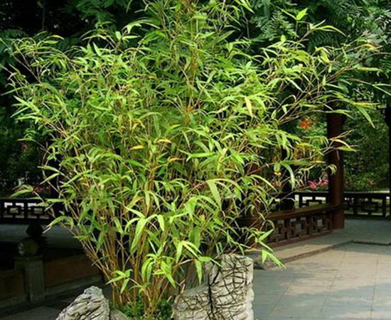 庭院植物搭配很重要 不要让院子沦落为 花草仓库 知乎