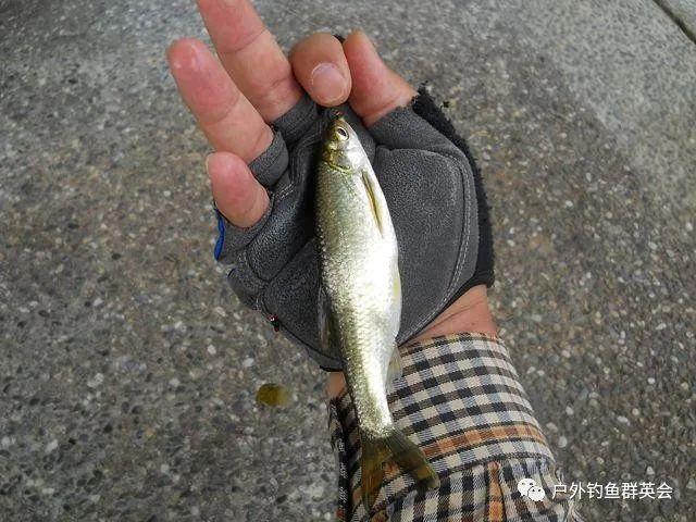 贴水皮爆拉小白条钓法让你渔获提升一倍以上