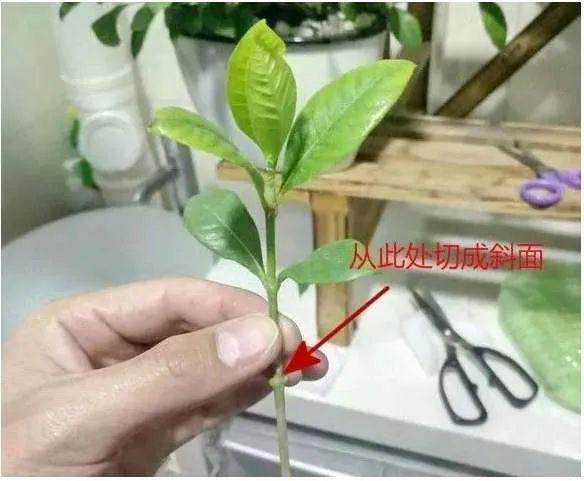扦插是栀子花最常见的繁殖方式.