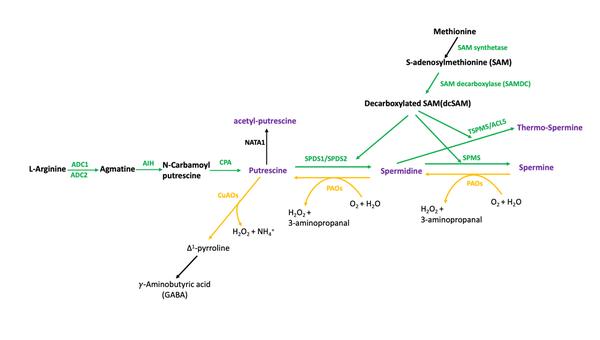 植物多胺(Plant Polyamines)(二) - 知乎