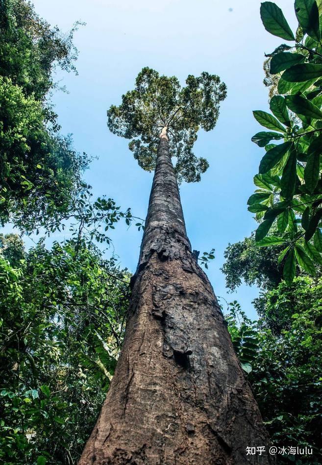 西双版纳望天树 - 知乎