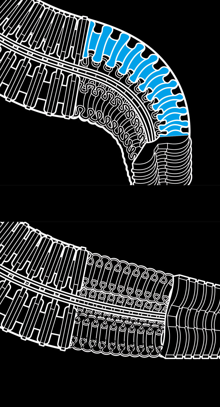 大象鼻子肌肉结构图片