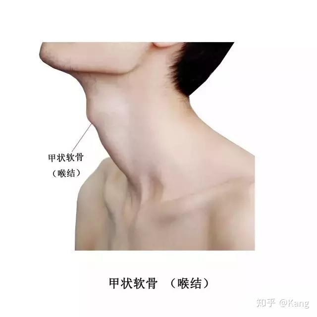 实用人体体表解剖头颈部高清大图版