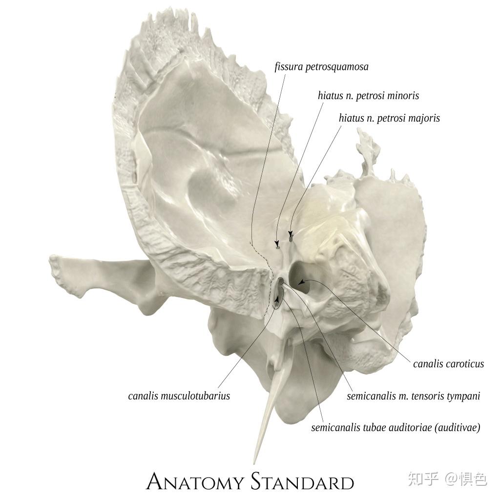 耳的应用解剖学之颞骨的解剖结构