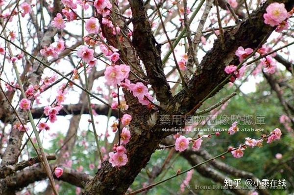乌梅（中药材资料、植物图像、含乌梅的中成药） - 知乎