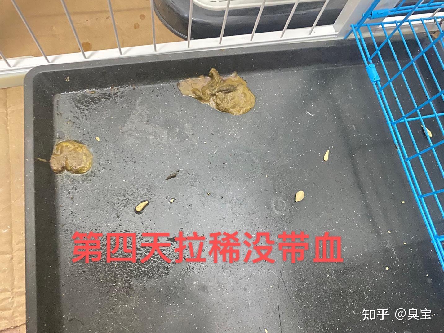 薩摩三個月到家第三天得細小和冠狀病毒