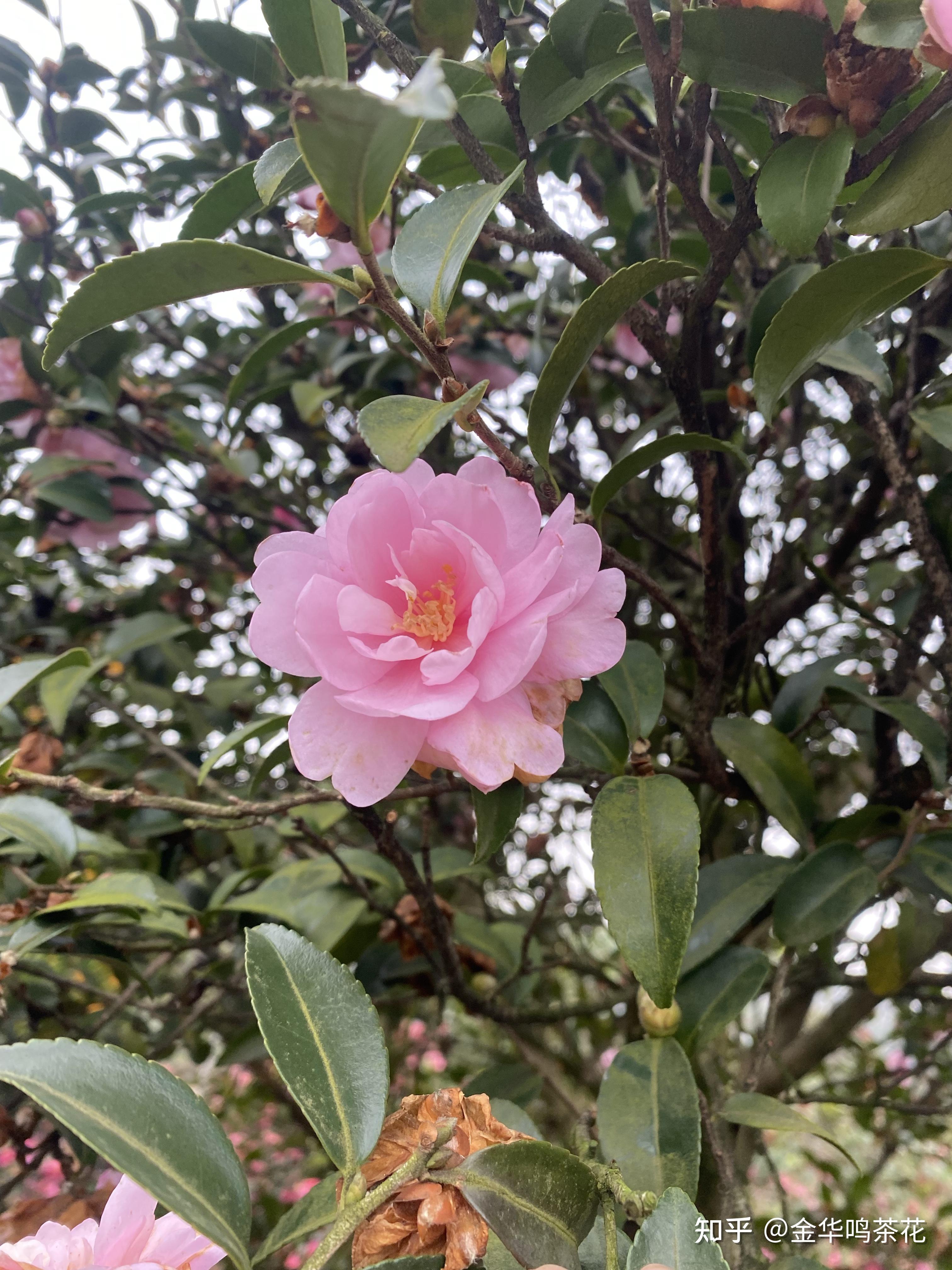 乙女茶梅开花了