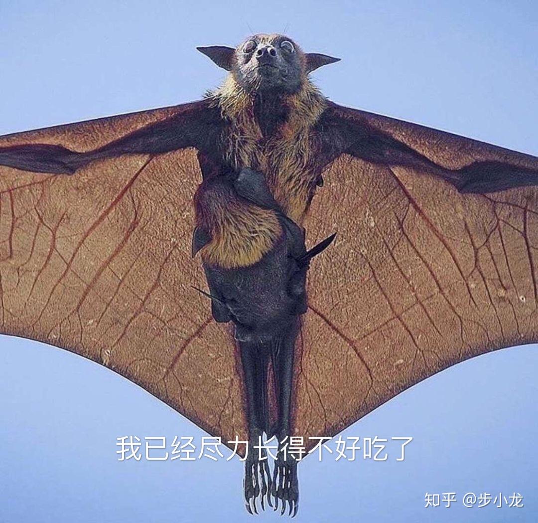 吃蝙蝠的兄弟你还好么