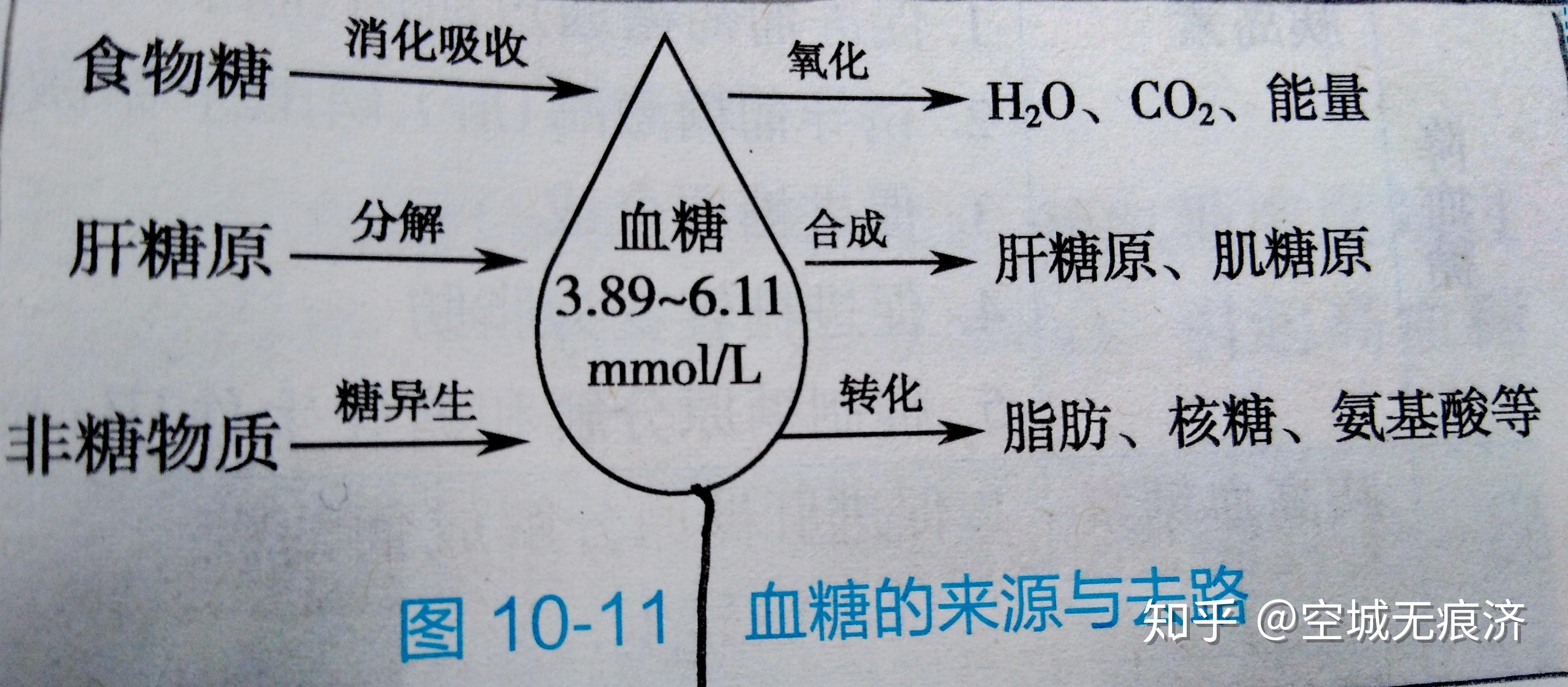 葡萄糖代谢途径图片