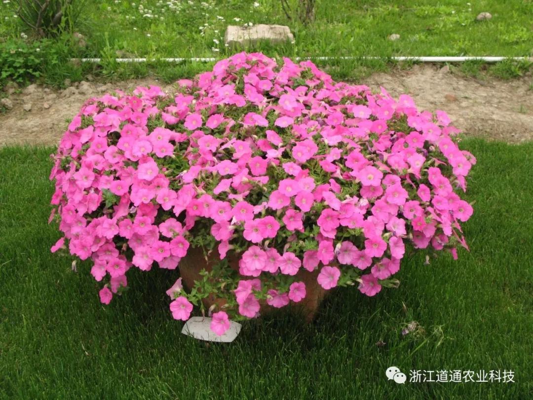 五月养这几种花 个个都是爆花小机器 知乎 五月养这几种花 个个都是爆花小机器 知乎
