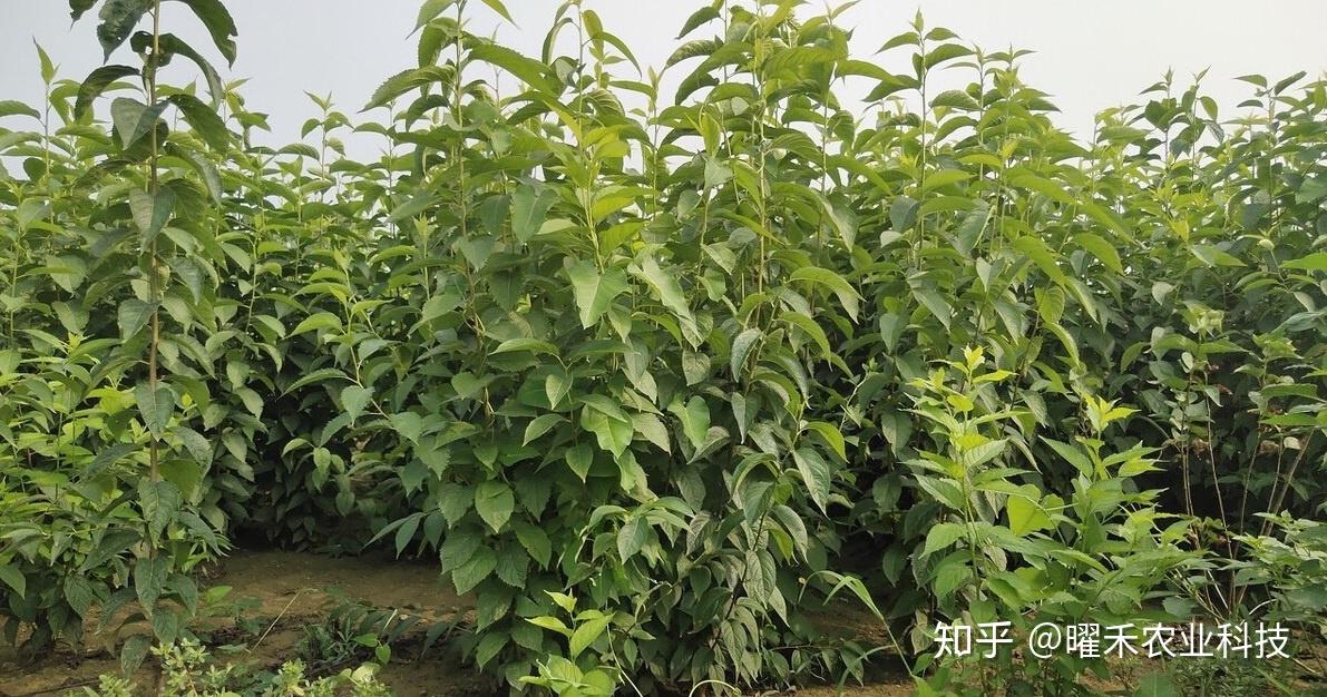 杜仲价格多少钱一两克
