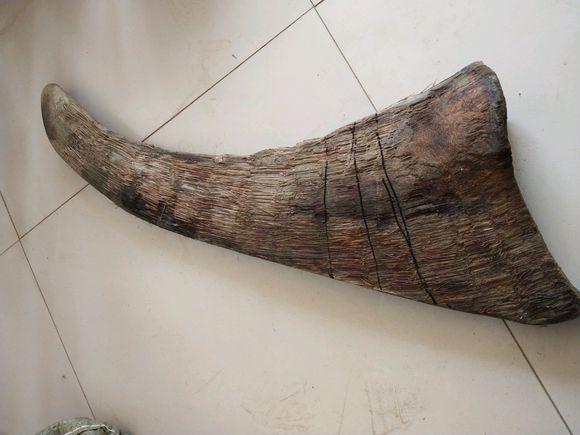 披毛犀真的存在吗看刚挖掘出来的照片