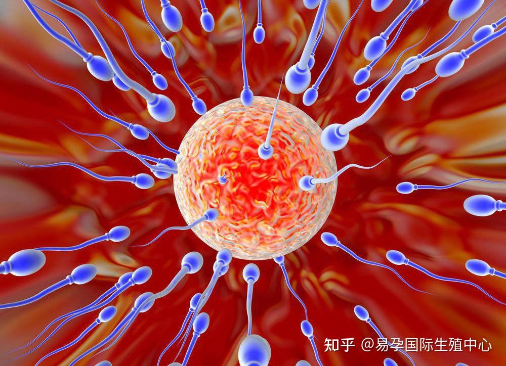 受精卵几天着床?——易孕国际生殖 - 知乎