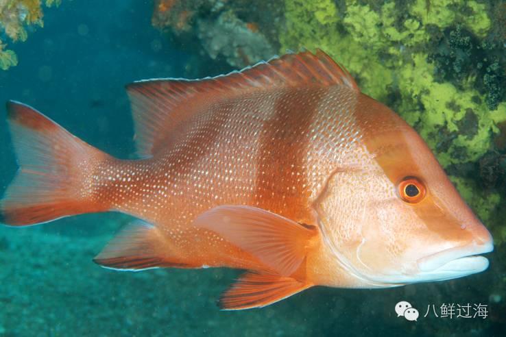 川纹笛鲷( lutjanus sebae)又称千年笛鲷.