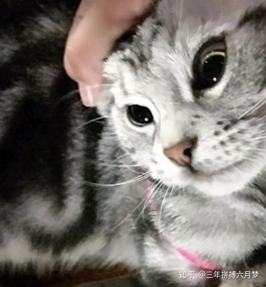 猫绝育后会讨厌主人吗?