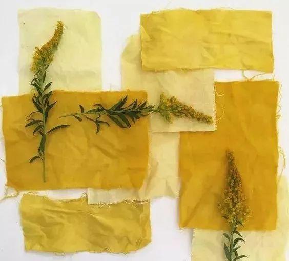 栀子的果实是天然的黄色染料,染出的黄色色相鲜艳,在秦汉时期栀子染色