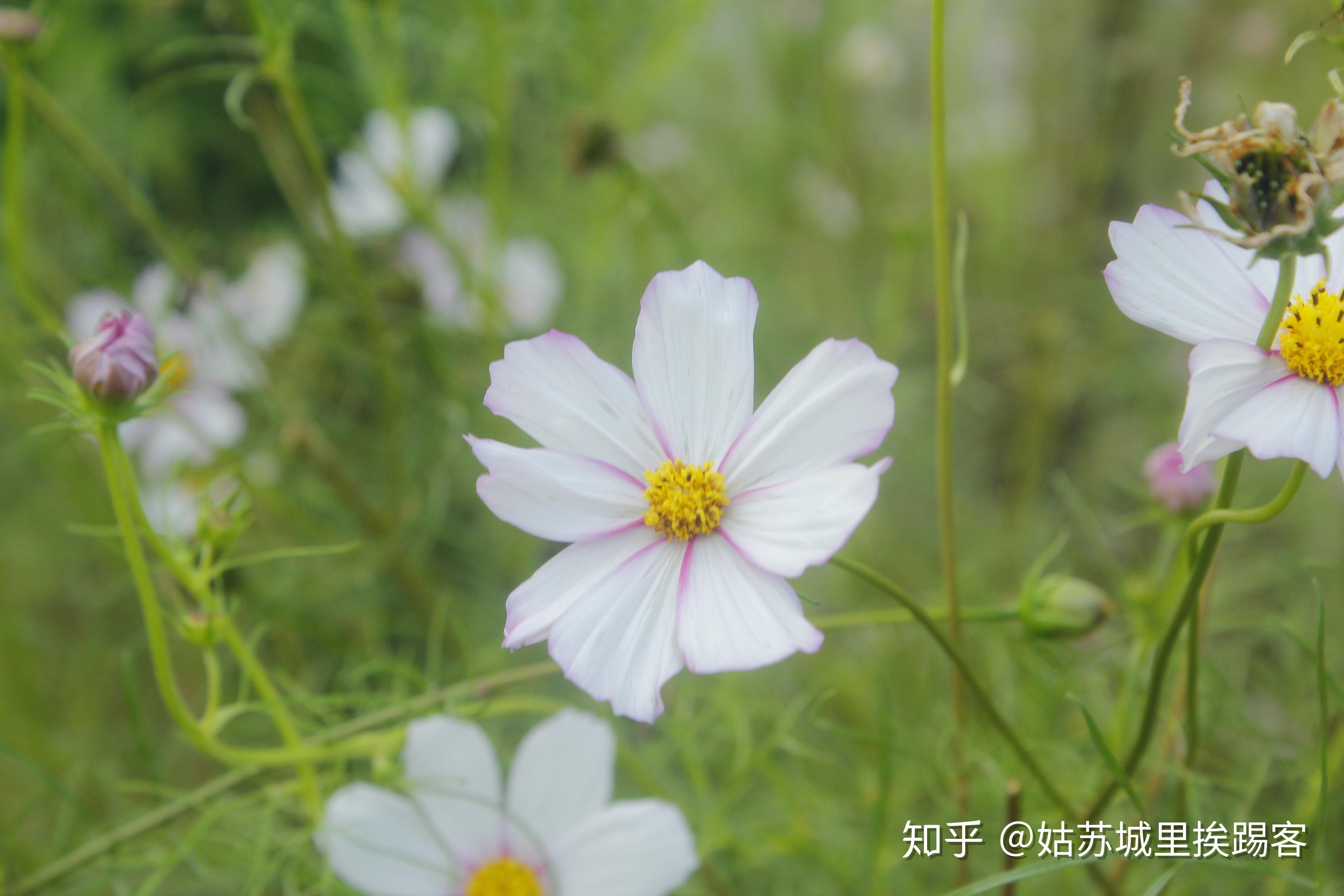 阳澄湖边,拈花惹草 - 秋英 - 知乎