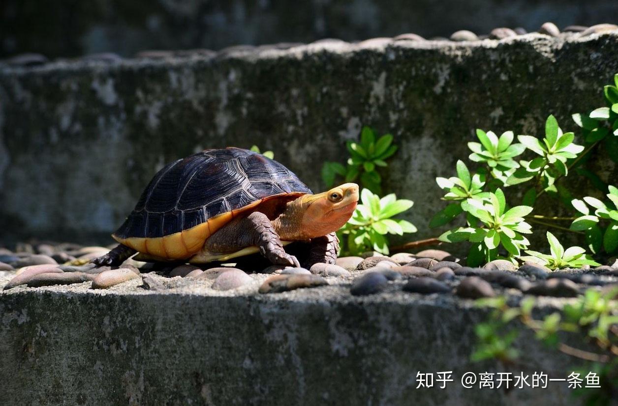 如何养好小乌龟（中华草龟）？ - 知乎