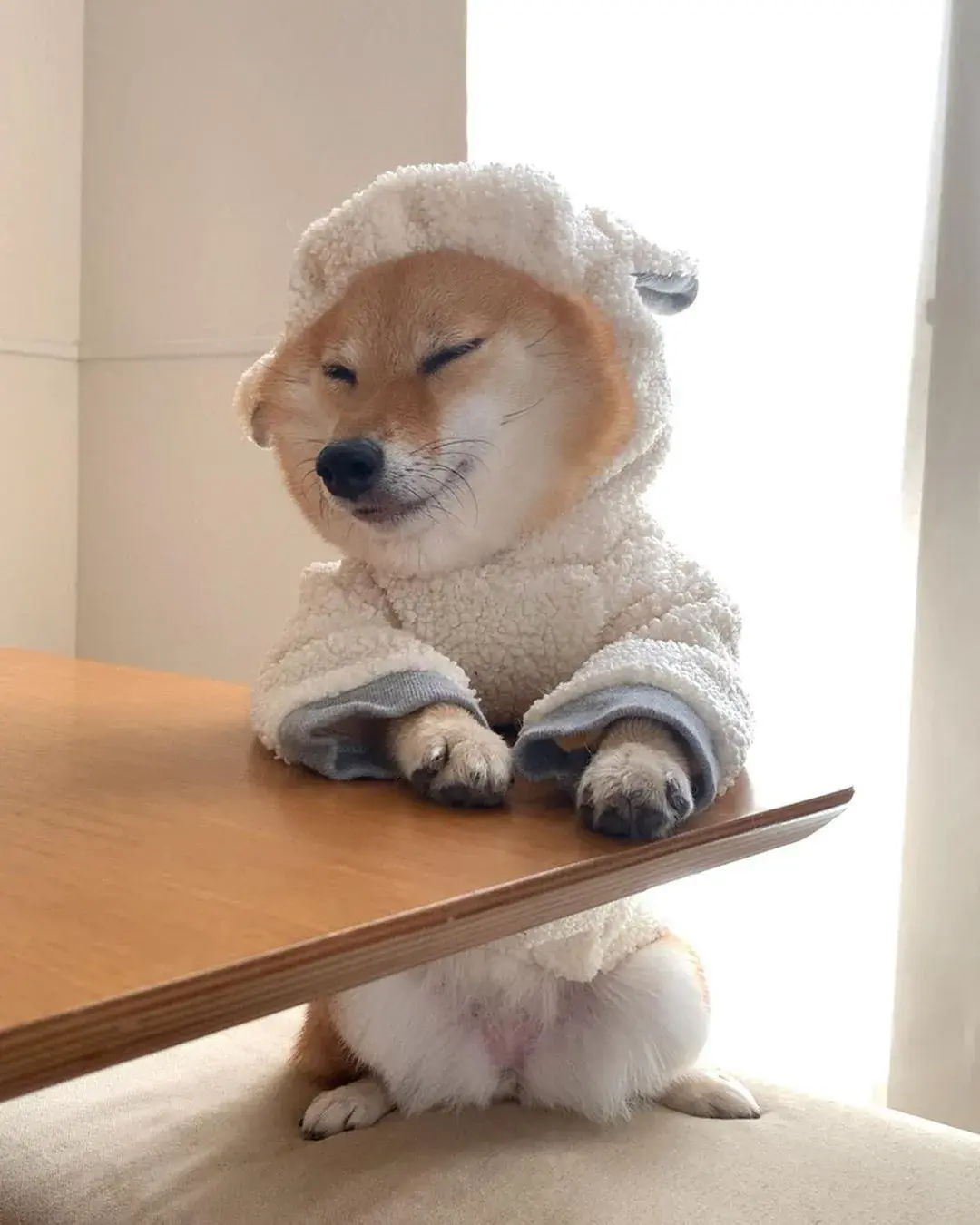 日本贪睡柴犬红遍网络可爱到爆10万网友每天看它打哈欠