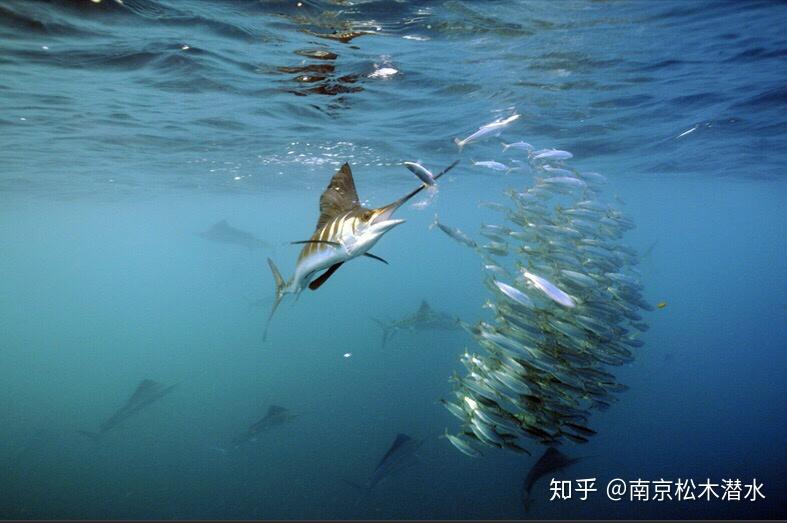 速度最快的海洋动物雨伞旗鱼