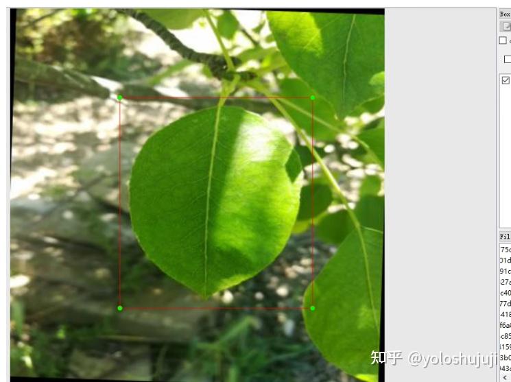 如何 使用yolov8训练使用——梨树叶病虫害目标识别检测数据集 6000张 yolo数据集 梨树叶病害数据集 - 知乎