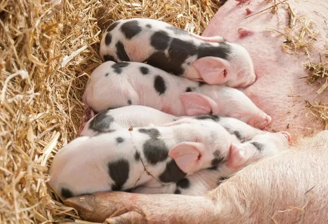 高温季来了猪儿的这些常见病需要警惕