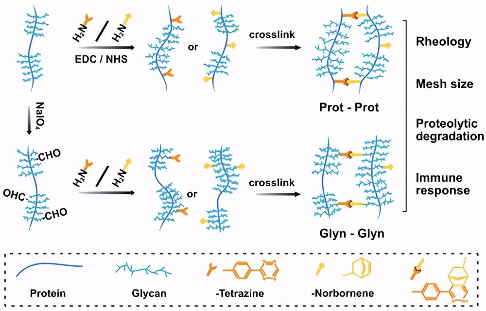 瑞典皇家理工学院advfunctmater用交联结构调节粘蛋白水