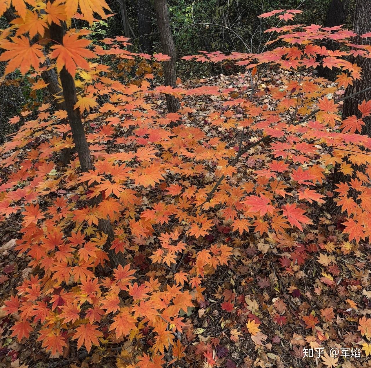 耐寒枫树的首选紫花槭花园植物