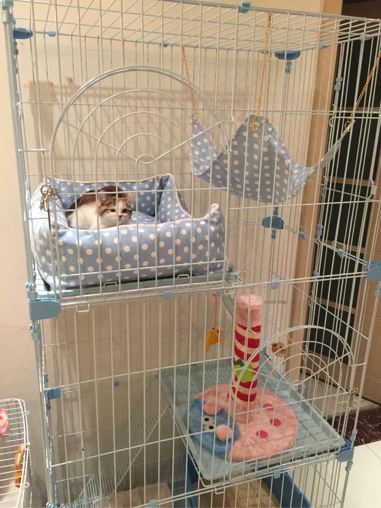 猫可以关笼子里养吗? - 黑豆的回答