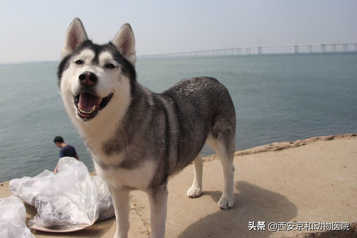 新手適合養什麼狗