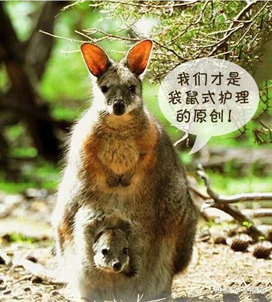 早产儿家长必学护理技能袋鼠护理