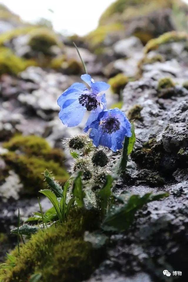 十一假期去香格里拉找雪莲花