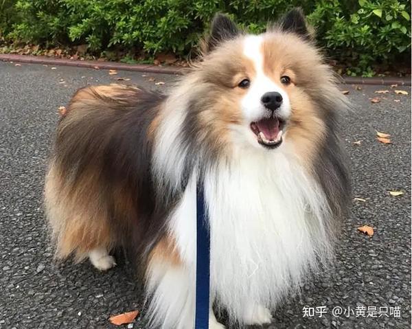 宝藏犬种——喜乐蒂牧羊犬，喜欢的别再错过了！ - 知乎