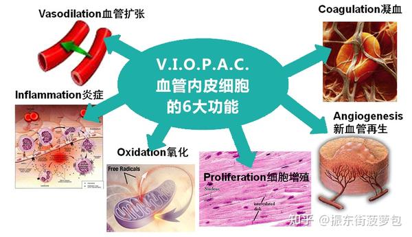 如何修复黄金般宝贵的血管内皮 - 知乎