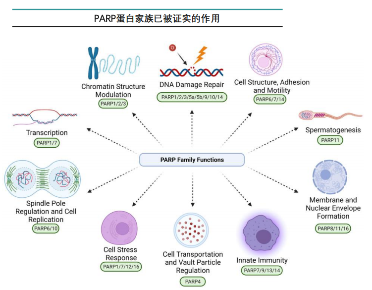 卵巢癌治疗热门药物:parp抑制剂的作用机理解析