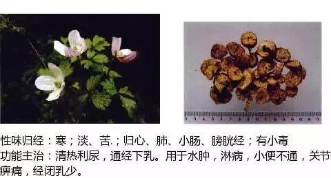 500余种中草药图  第168张