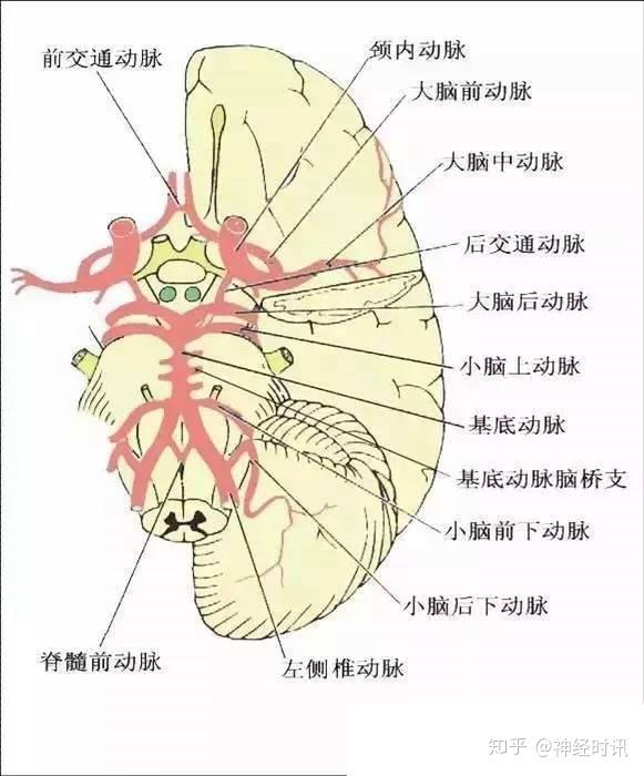 基底动脉分段解剖图图片